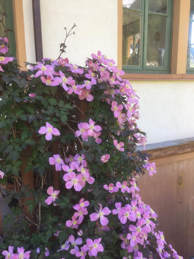 Bed and Breakfast L'Aria Di Casa Alagna Valsesia Zewnętrze zdjęcie